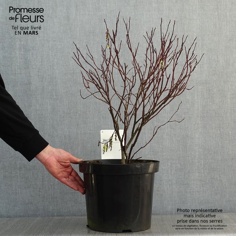 Stachyurus chinensis Celina en pot de 7,5L/10L esemplare consegnato in inverno