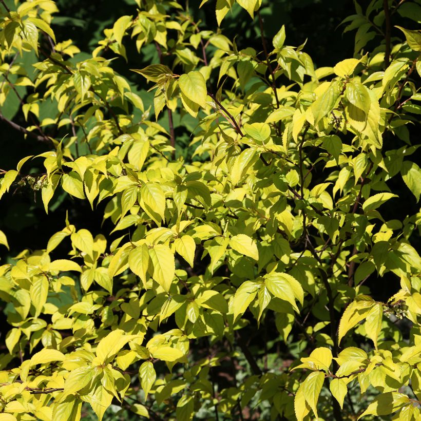 Stachyurus chinensis Goldbeater (Fogliame)