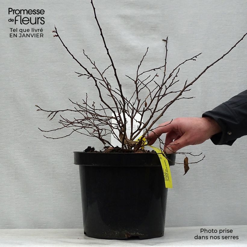 Stachyurus chinensis Joy Forever- Pot de 10L esemplare consegnato in inverno