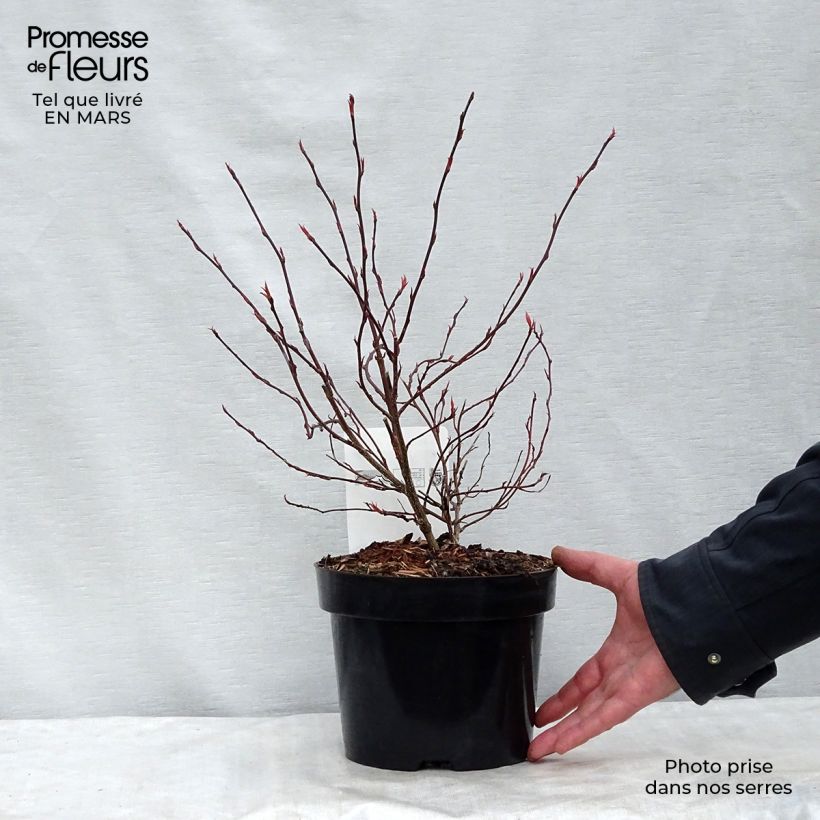 Stachyurus chinensis Joy Forever en pot de 2L/3L esemplare consegnato in inverno