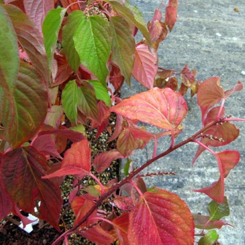 Stachyurus praecox (Fogliame)