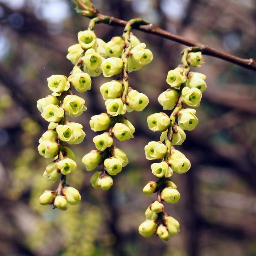 Stachyurus praecox (Fioritura)