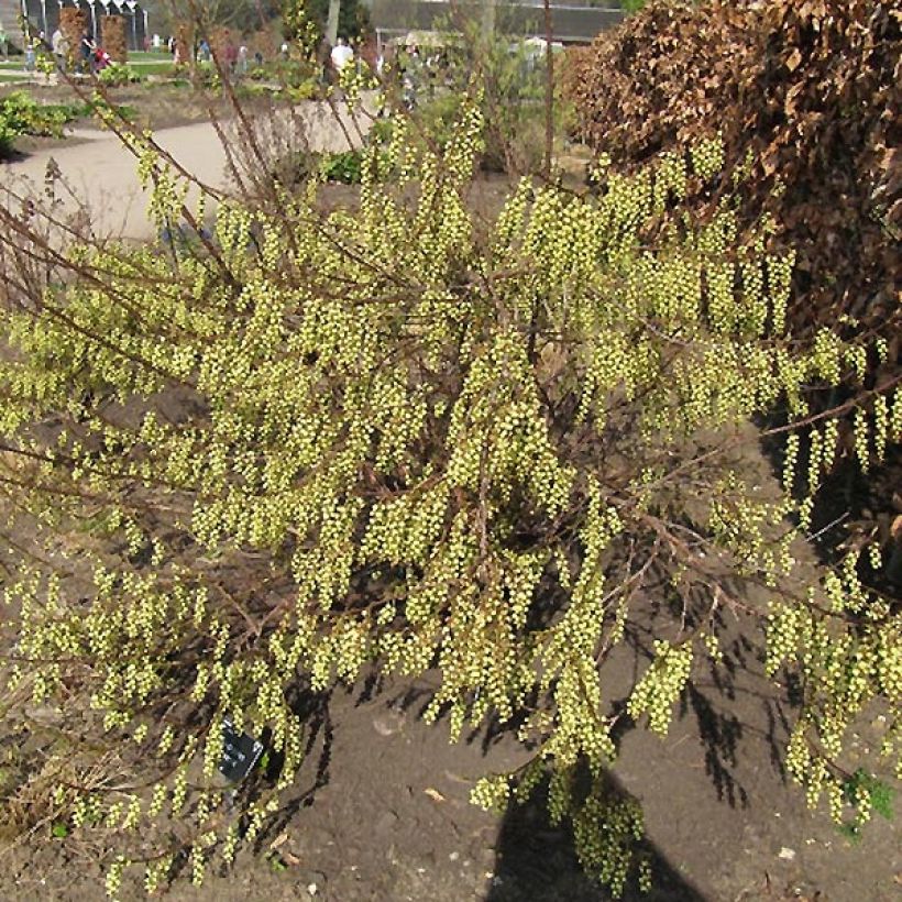 Stachyurus praecox (Porto)