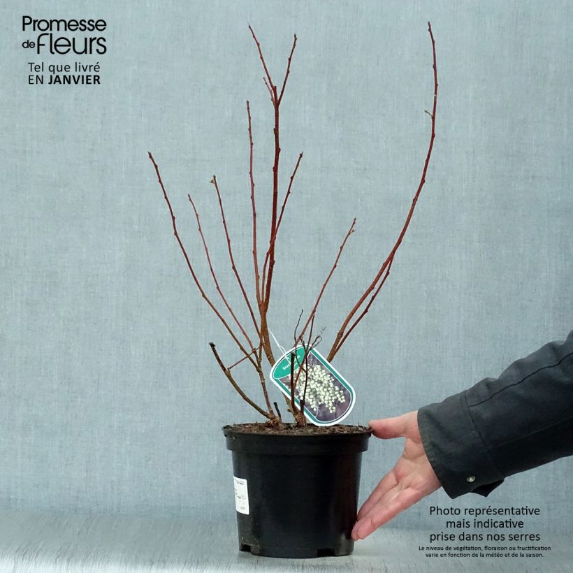 Stachyurus praecox Pot de 2L/3L esemplare consegnato in inverno