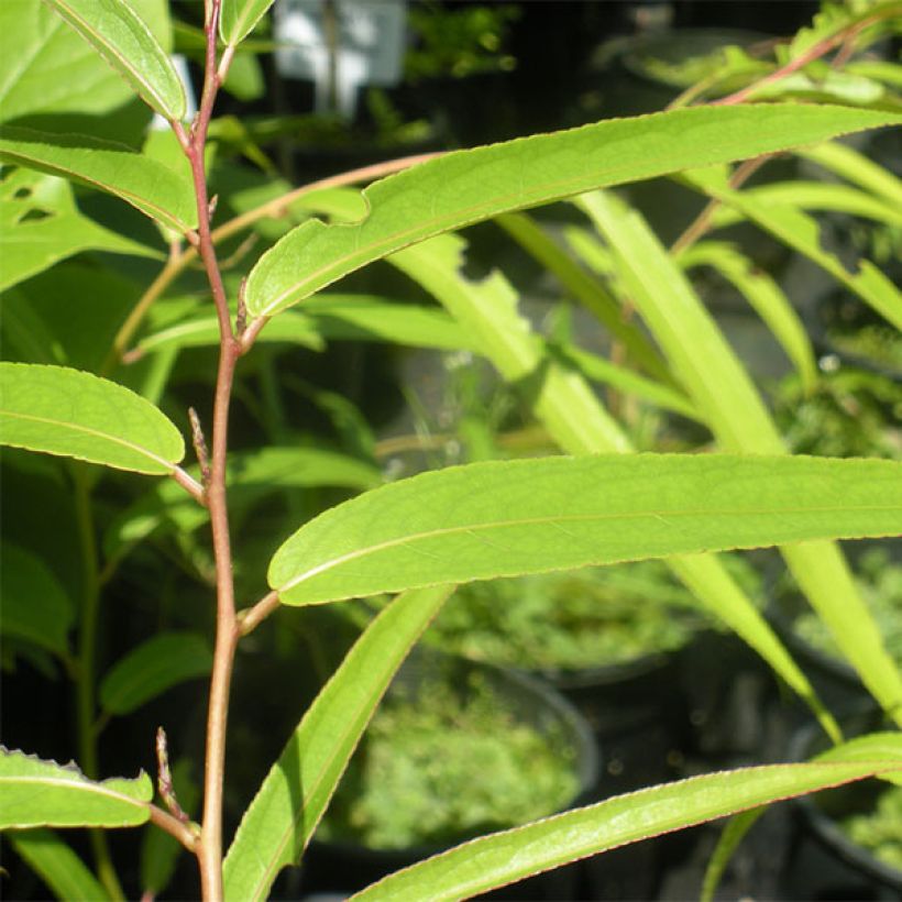 Stachyurus salicifolius (Fogliame)