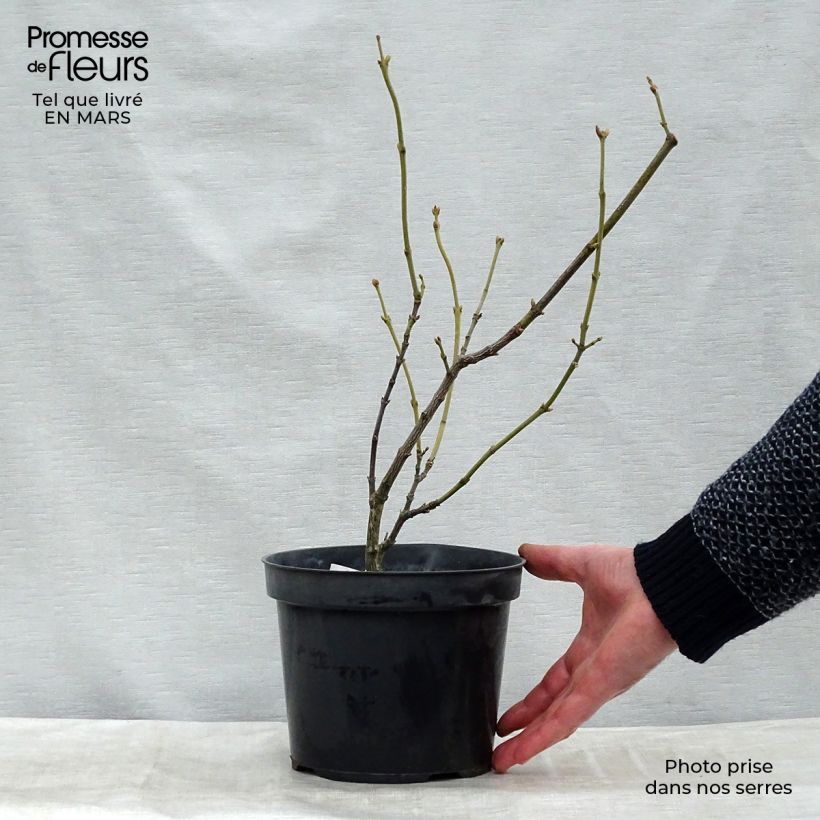 Staphylea pinnata 30/40cm en motte - Faux pistachier esemplare consegnato in inverno