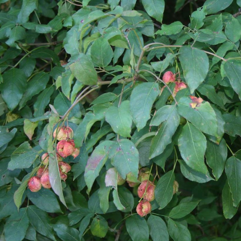 Staphylea pinnata - Bossolo (Fogliame)