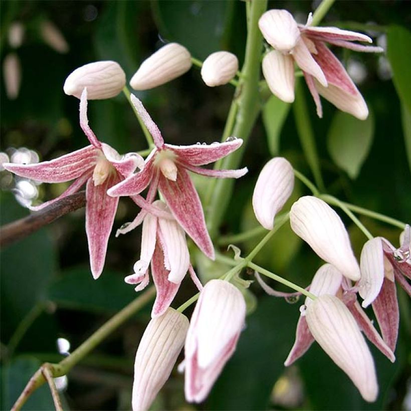 Stauntonia hexaphylla (Fioritura)