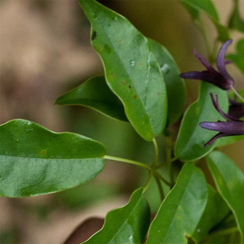 Stauntonia purpurea (Fogliame)