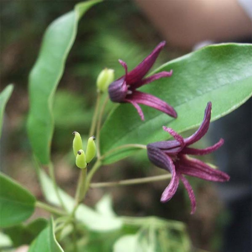 Stauntonia purpurea (Fioritura)