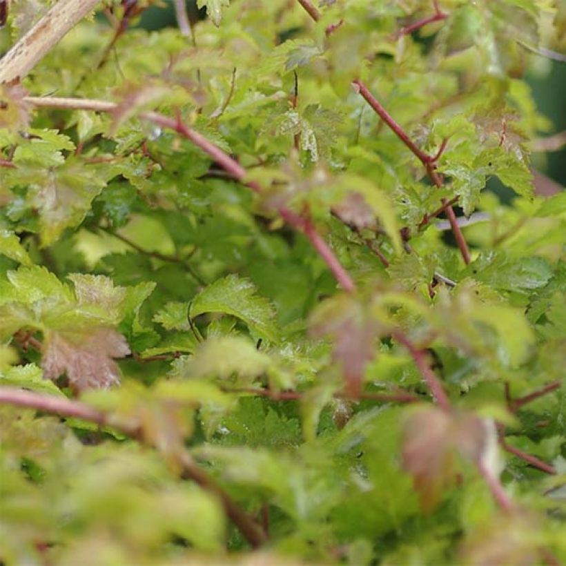 Stephanandra incisa Crispa (Fogliame)