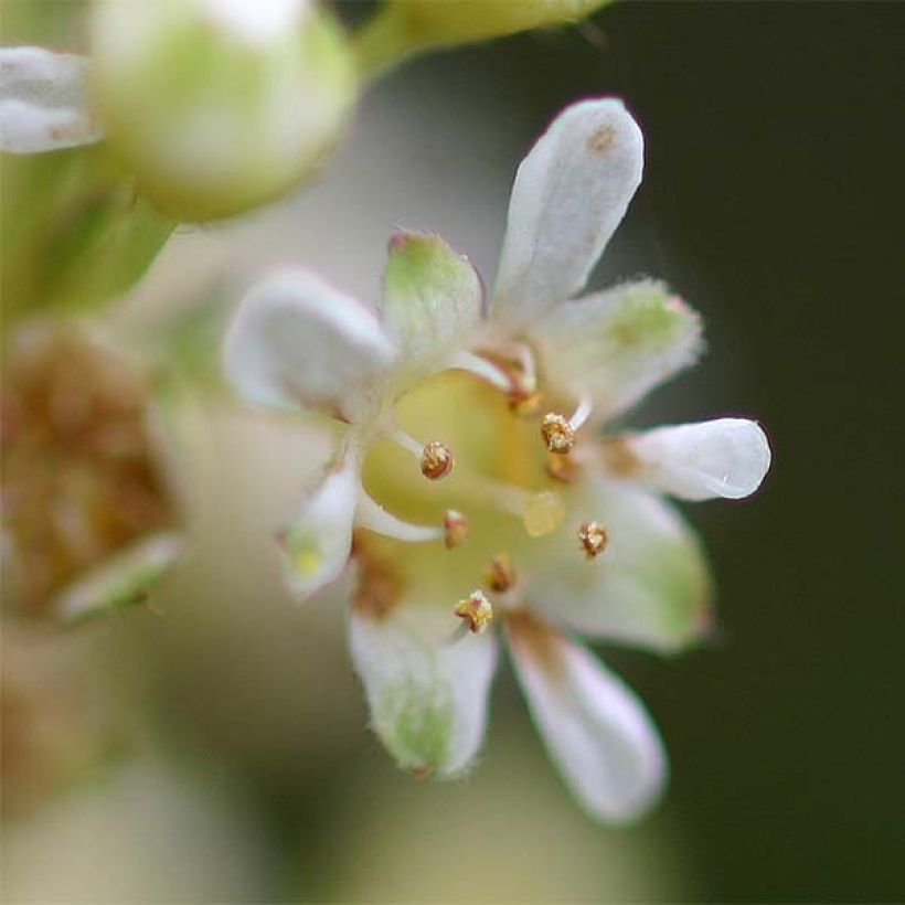 Stephanandra incisa Crispa (Fioritura)