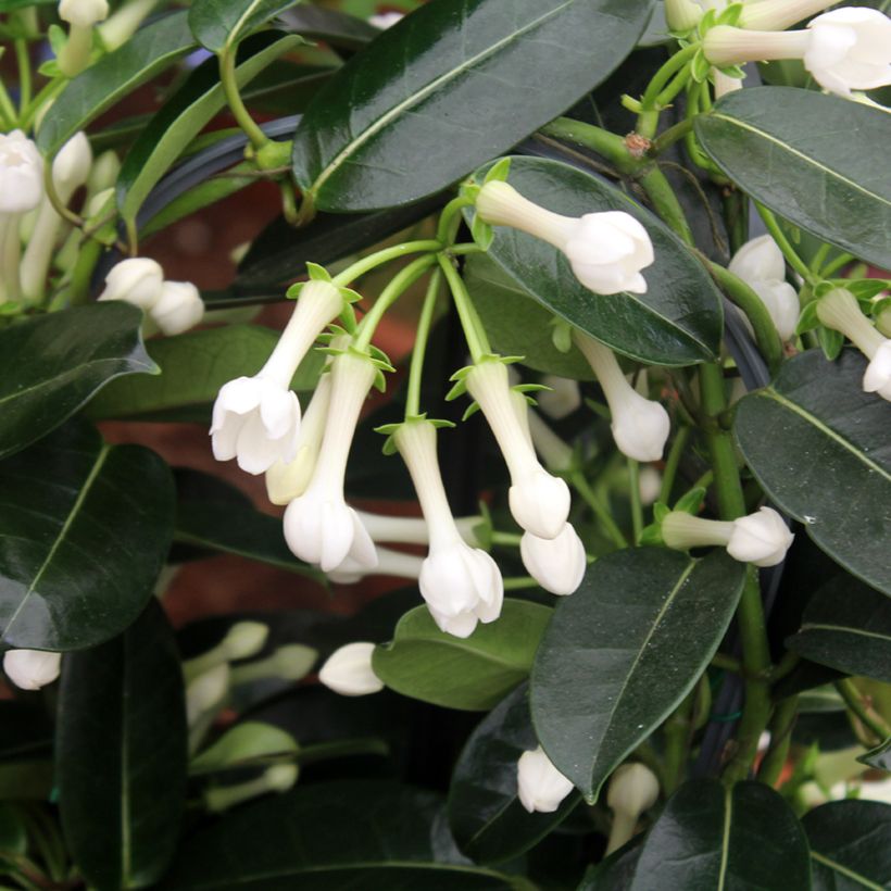 Stephanotis jasminoides - Gelsomino del Madagascar (Fogliame)