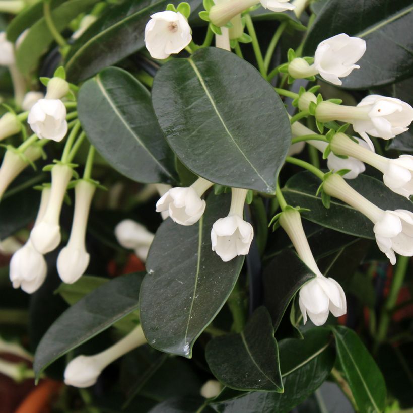 Stephanotis jasminoides - Gelsomino del Madagascar (Fioritura)