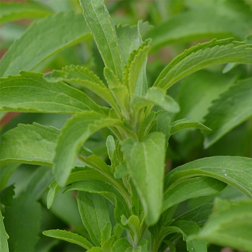 Stevia rebaudiana - Stevia (Fogliame)