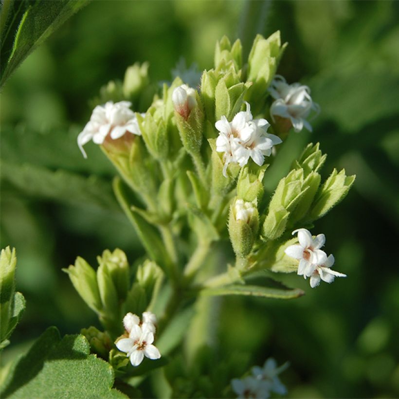 Stevia rebaudiana - Stevia (Fioritura)