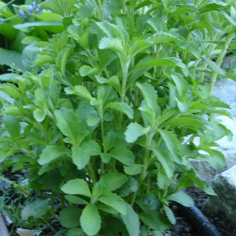 Stevia rebaudiana - Stevia (Porto)