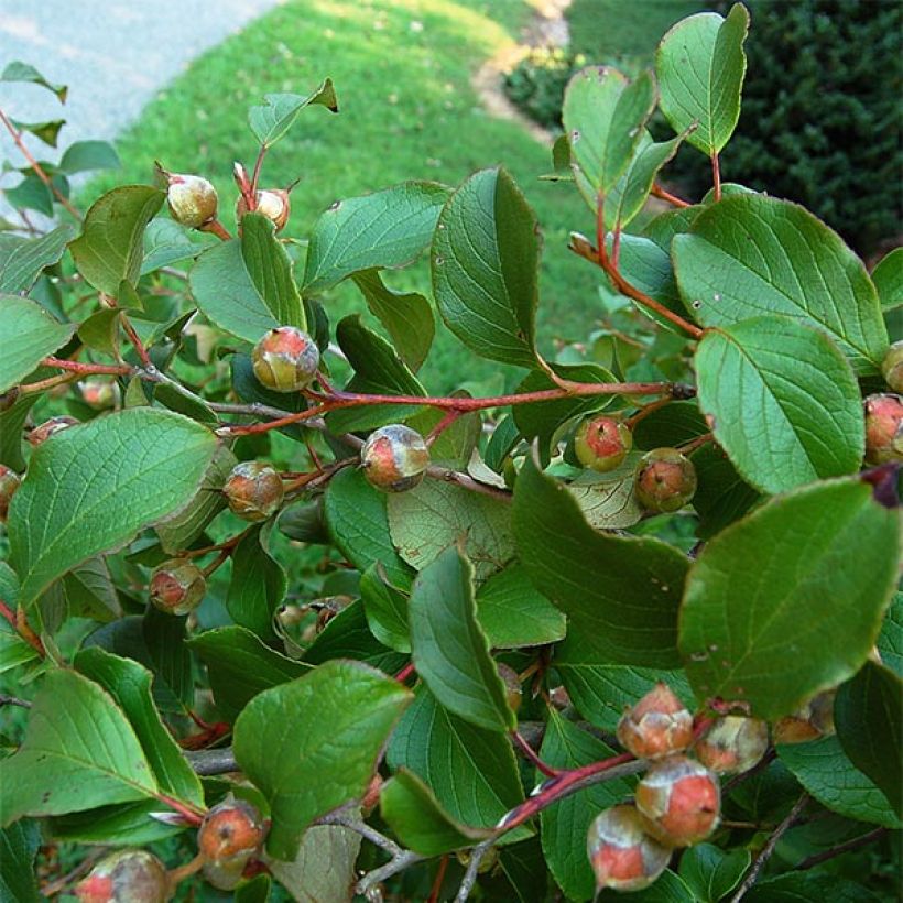 Stewartia pseudocamellia (Fogliame)