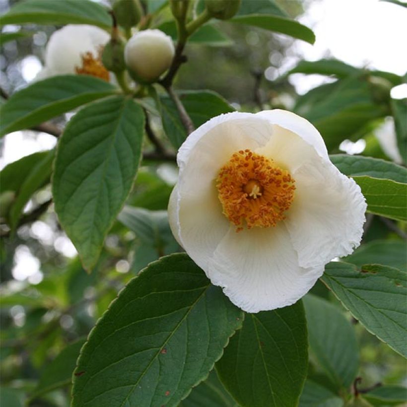 Stewartia pseudocamellia (Fioritura)