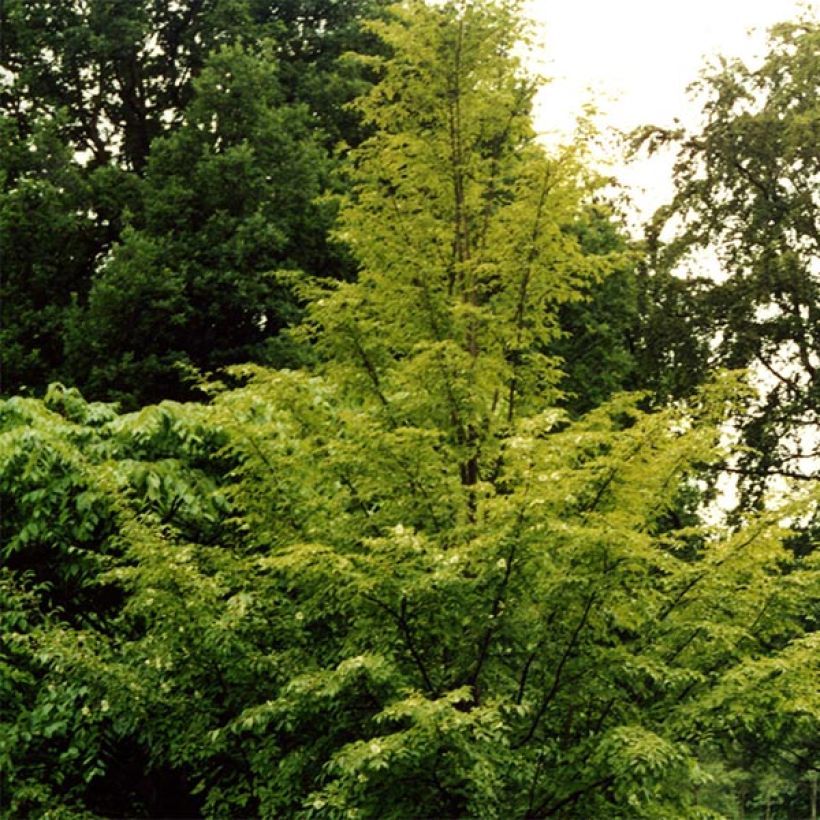 Stewartia pseudocamellia (Porto)