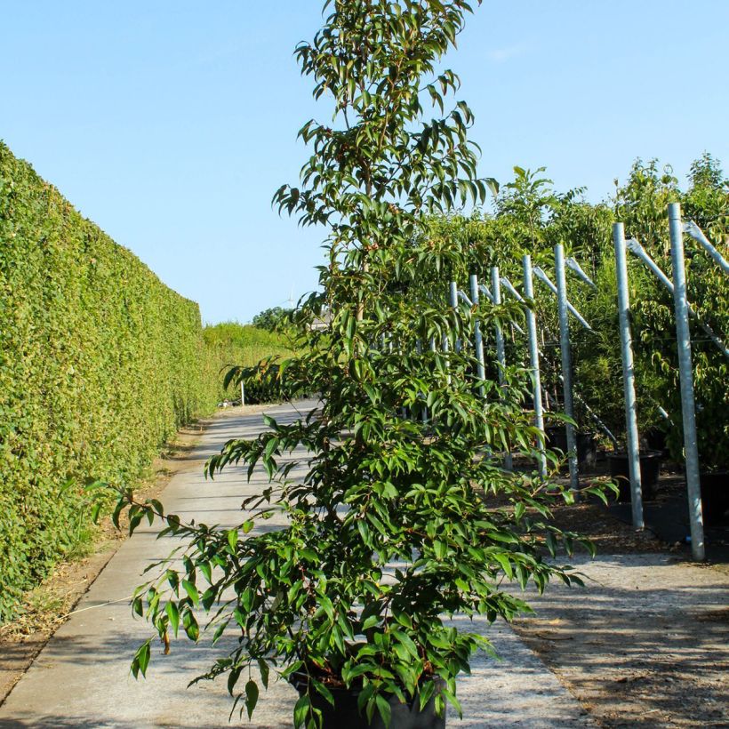 Stewartia pseudocamellia - Stuartie - Pot de 70L esemplare consegnato in primavera