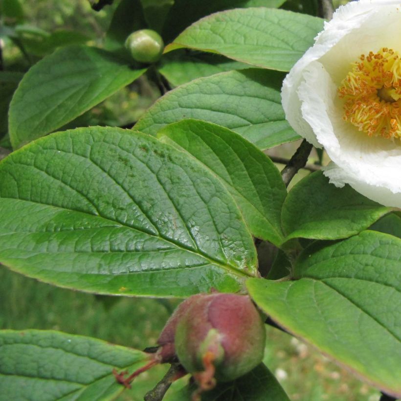 Stewartia pseudocamellia Koreana (Fogliame)