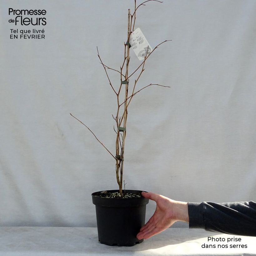 Stewartia pseudocamellia - Stuartie Pot de 3L/4L esemplare consegnato in inverno