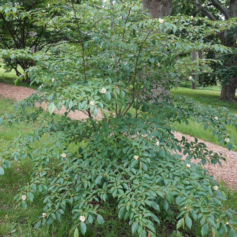 Stewartia rostrata (Porto)