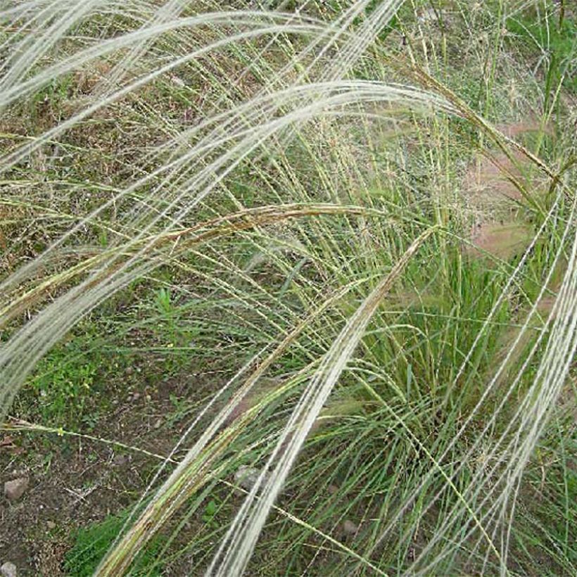 Stipa barbata - Stipa dei gessi (Fioritura)