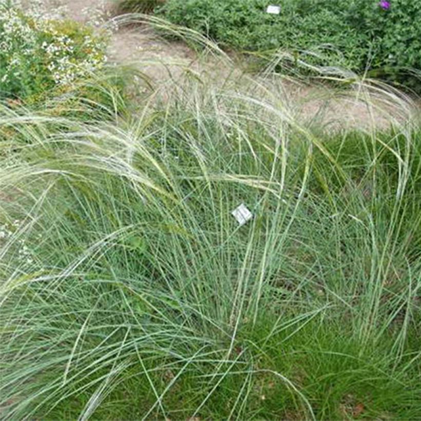 Stipa capillata - Stipa capillare (Porto)