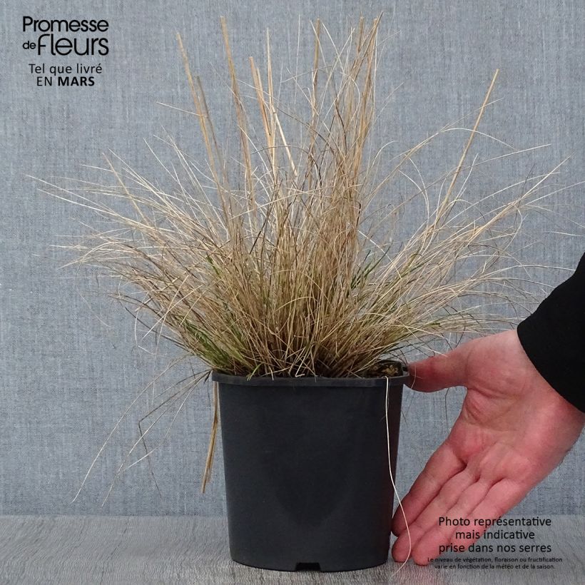 Stipa capillata - Stipe capillaire en pot de 2/3 litres esemplare consegnato in inverno