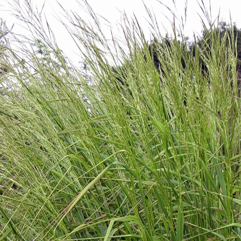 Stipa extremiorientalis (Fogliame)