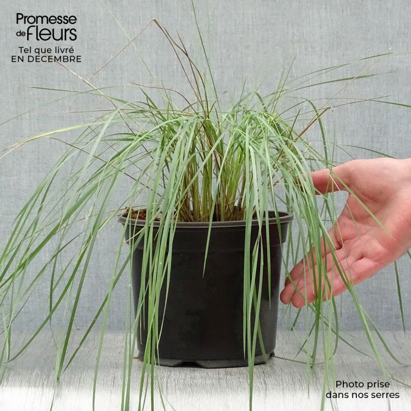 Stipa gigantea - Stipe géante en pot de 2L/3L esemplare consegnato in inverno