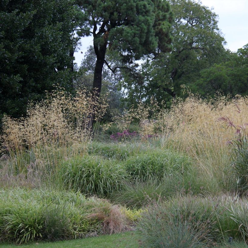 Stipa gigantea - Stipa gigante (Porto)