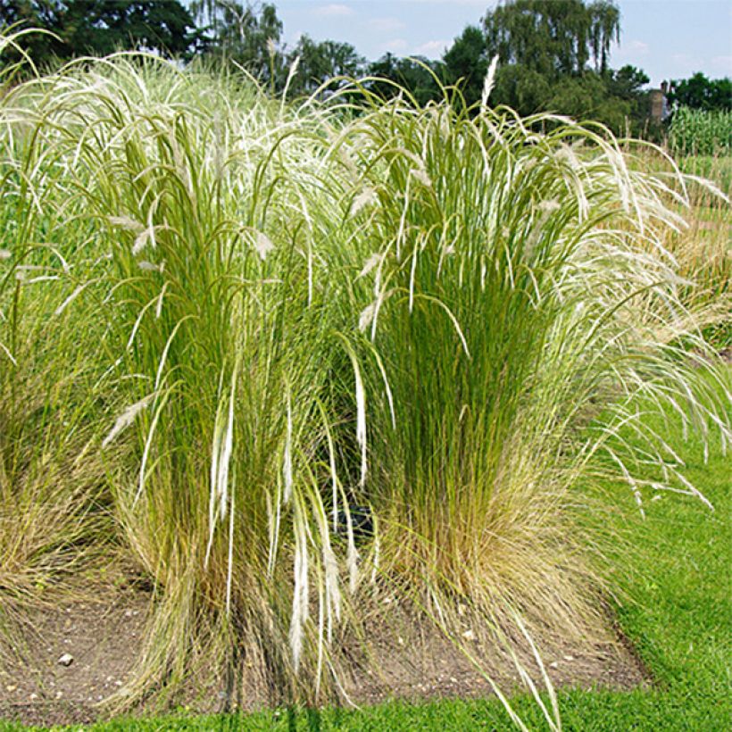 Stipa ichu - Ichu (Porto)