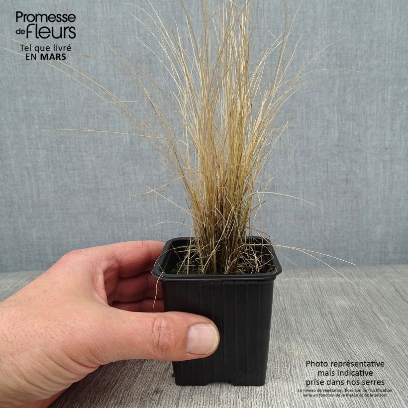 Stipa ichu - Jarava ichu Godet de 8/9 cm esemplare consegnato in inverno