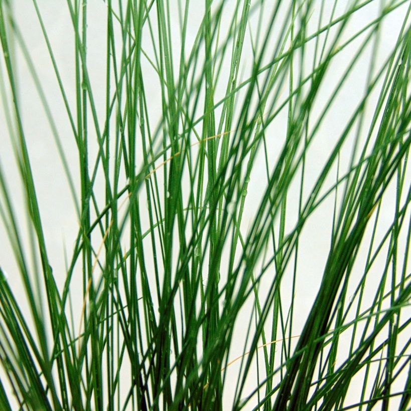 Stipa tenuifolia - Erba ago del Texas (Fogliame)