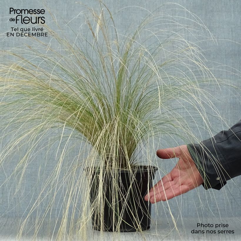 Stipa tenuifolia - Cheveux d'ange pot de 2L esemplare consegnato in inverno