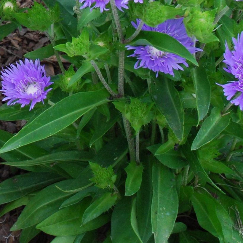 Stokesia laevis Blue Star (Fogliame)