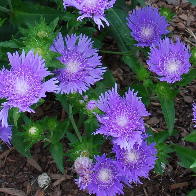 Stokesia laevis Blue Star (Fioritura)