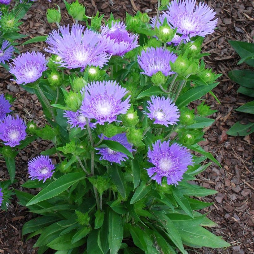 Stokesia laevis Blue Star (Porto)