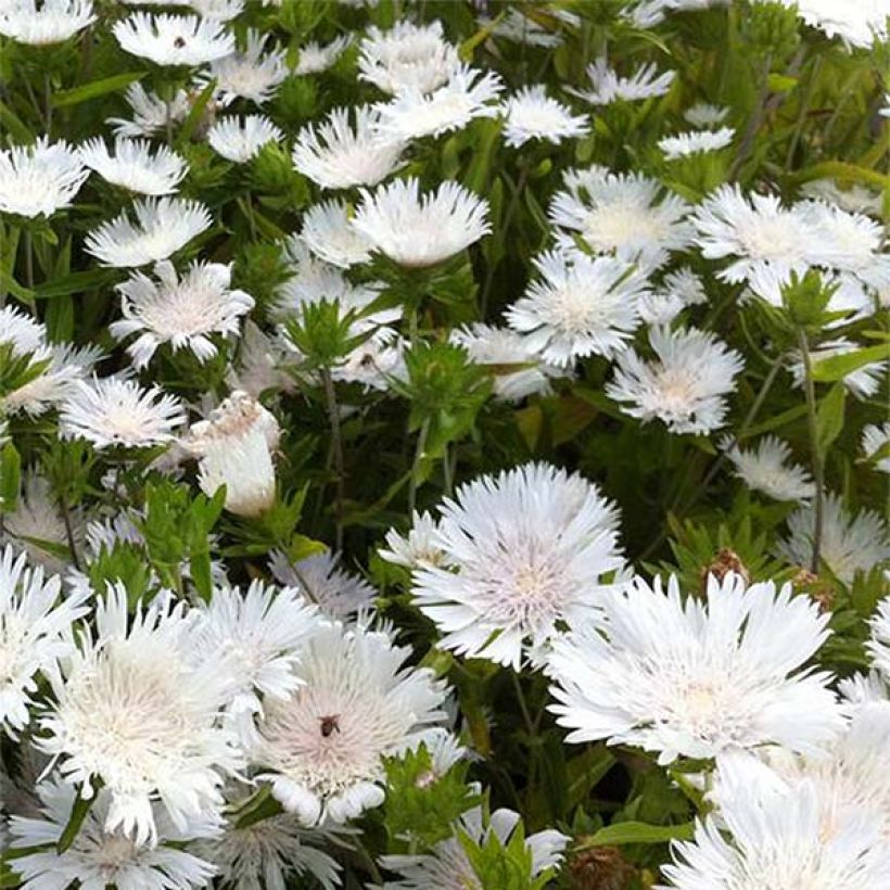 Stokesia laevis Traumerei (Fioritura)