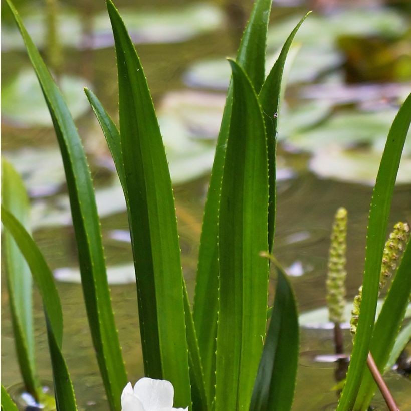 Stratiotes aloïdes - Scargia (Fogliame)