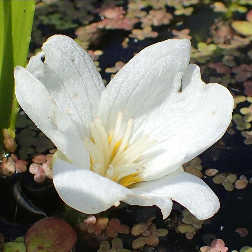 Stratiotes aloïdes - Scargia (Fioritura)