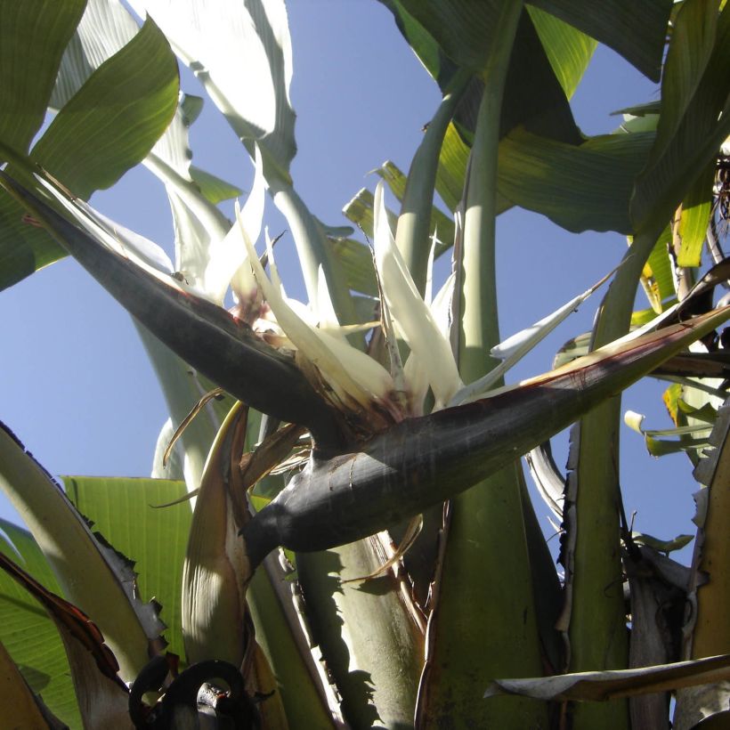 Strelitzia augusta - Uccello del paradiso (Fioritura)