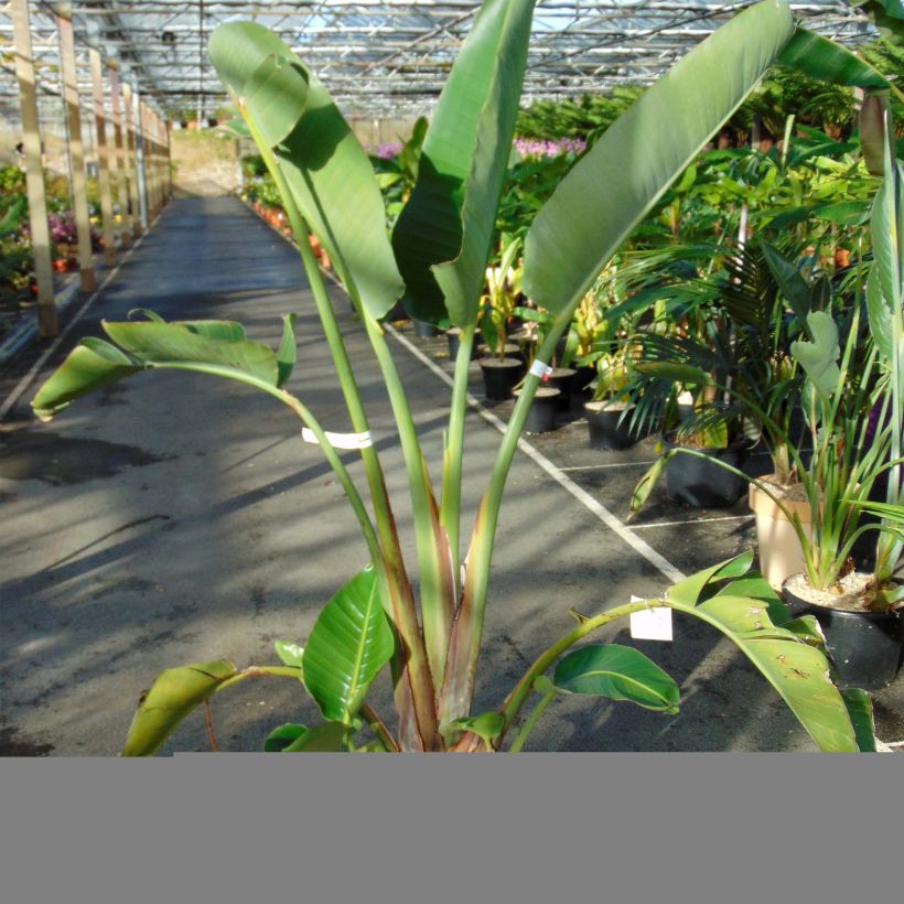 Strelitzia augusta - Uccello del paradiso (Porto)