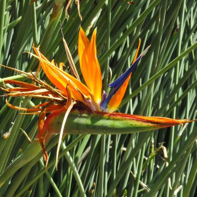 Strelitzia juncea - Ucello del paradisio (Fioritura)