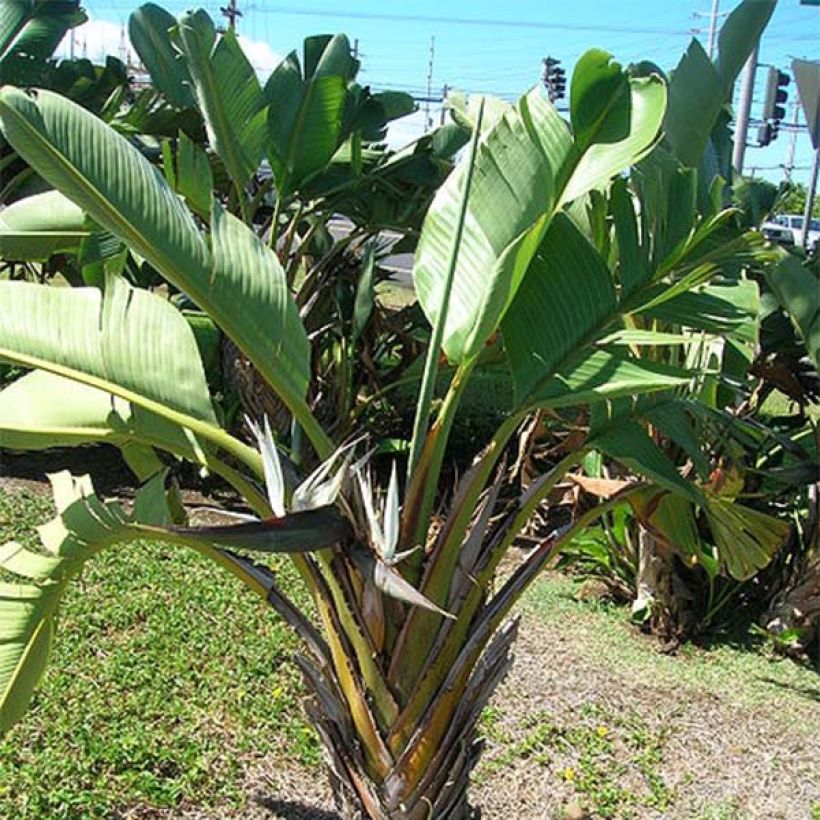 Strelitzia nicolai - Ucello del paradisio gigante (Fogliame)