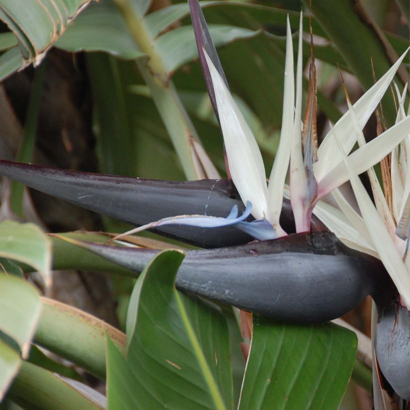 Strelitzia nicolai - Ucello del paradisio gigante (Fioritura)