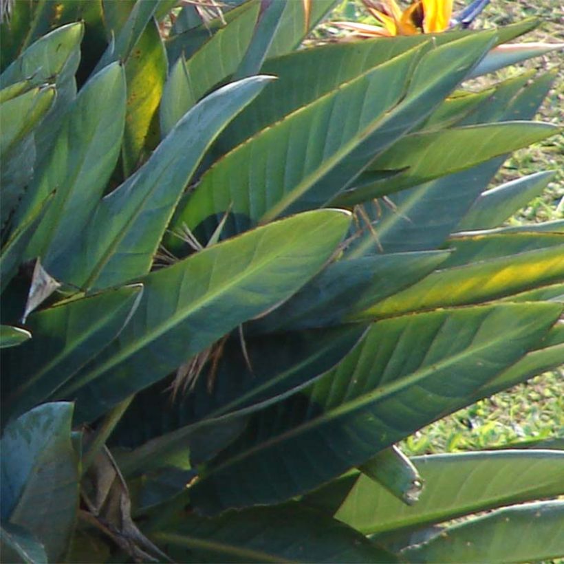 Strelitzia reginae - Uccello del paradiso (Fogliame)